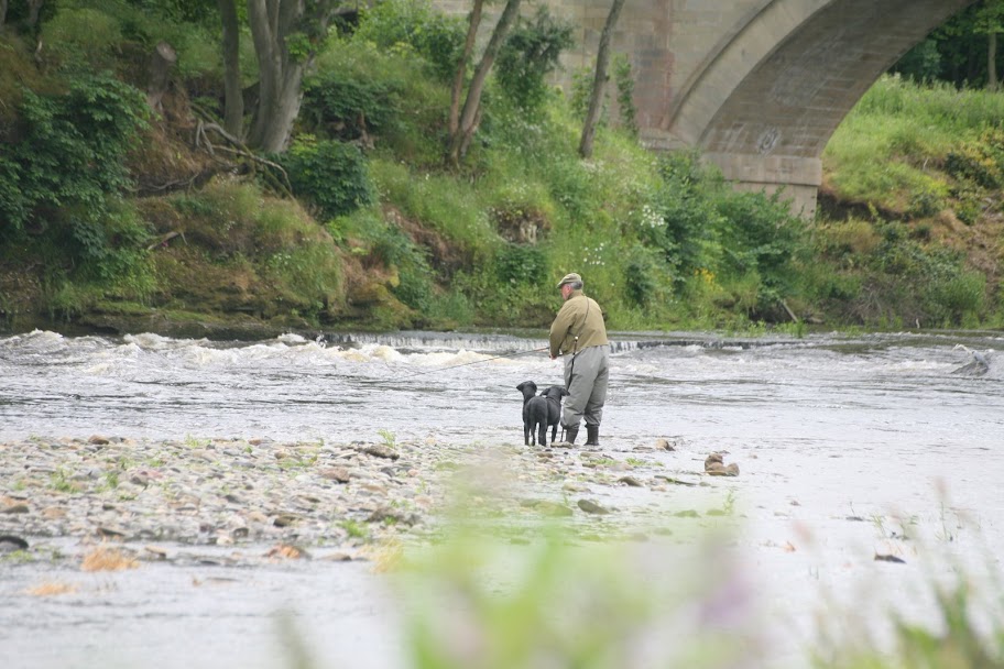 A fisherman and his dogs on the River Tweed below Coldstream bridge